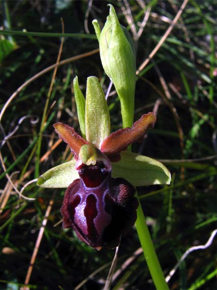 Gargano...le mie orchidee 1a puntata